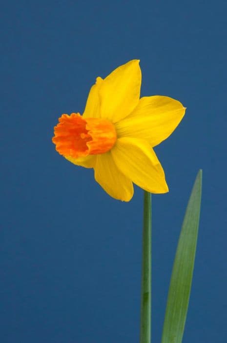 daffodil 'Jetfire'