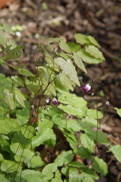 barrenwort 'Merlin'