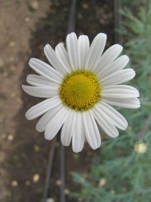 marguerite 'Royal Haze'