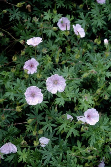 bloody cranesbill 'Splendens'