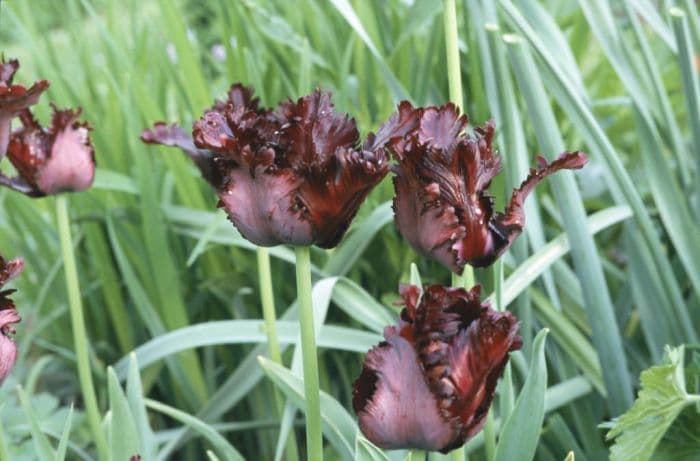 tulip 'Black Parrot'