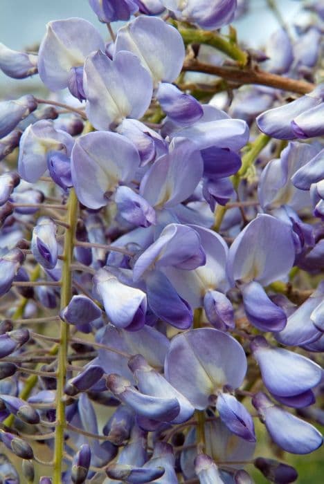 Chinese wisteria 'Prolific'