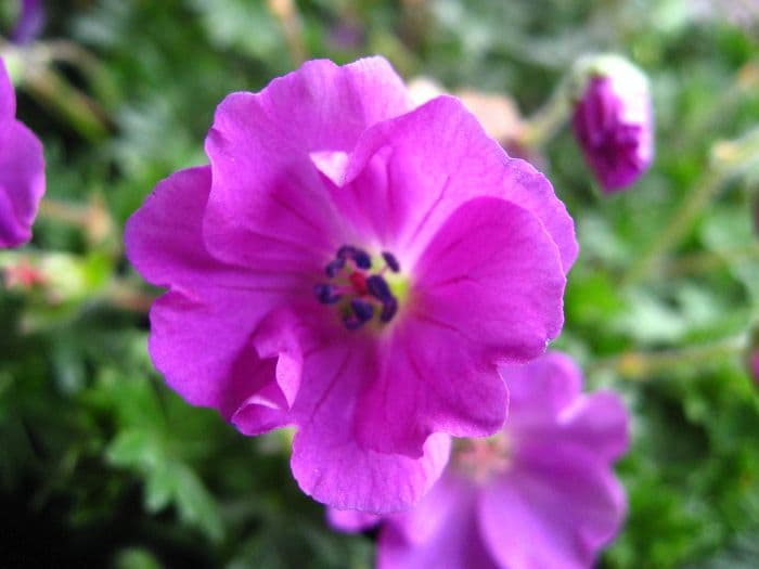 bloody cranesbill 'Max Frei'