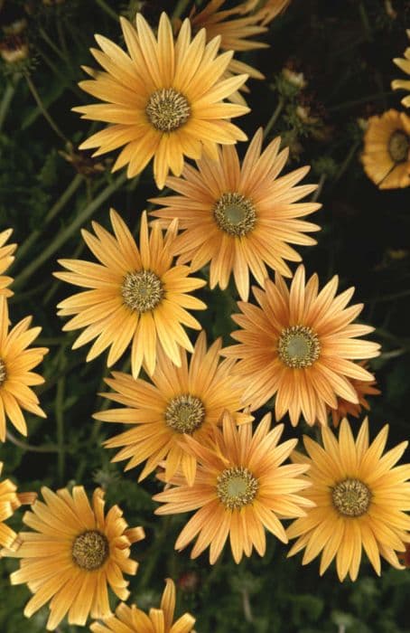 African daisy 'Flame'