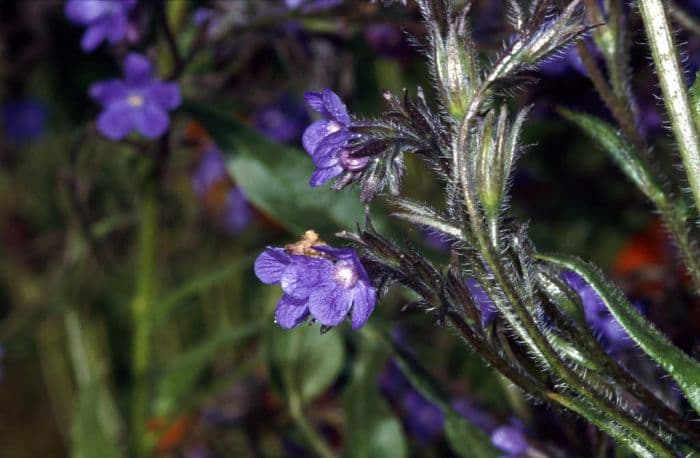 bugloss 'Loddon Royalist'