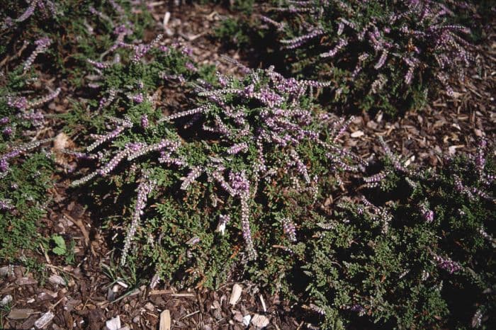 heather 'Sister Anne'