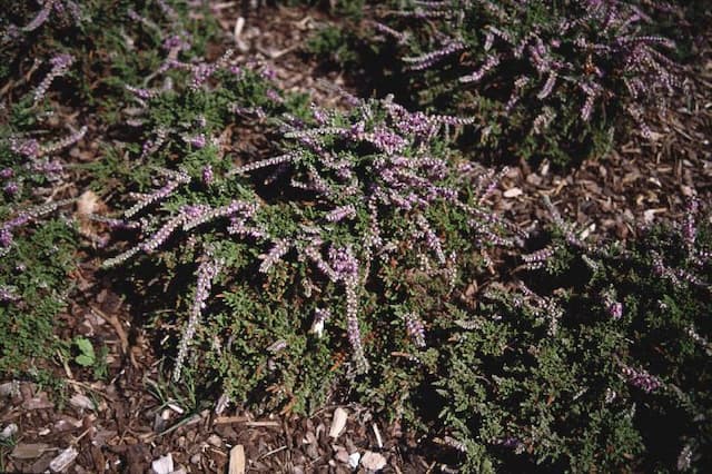 Heather 'Sister Anne'