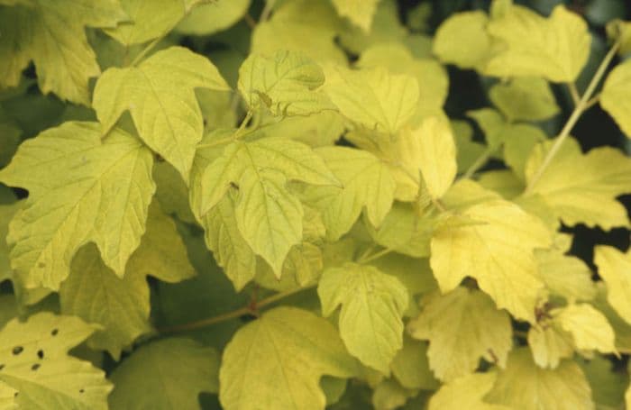 guelder rose 'Aureum'