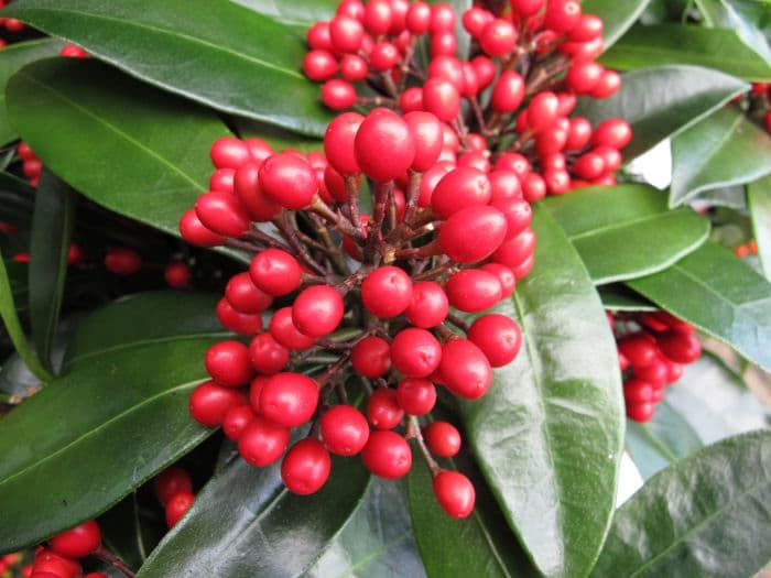 self-fertile Japanese skimmia