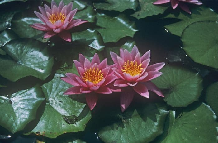 waterlily 'Pink Sensation'