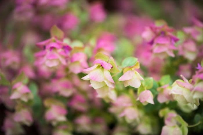 oregano 'Kent Beauty'