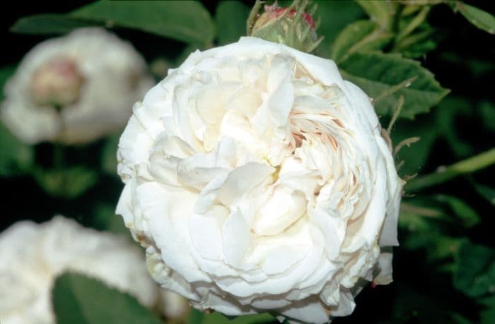 rose 'Boule de Neige'