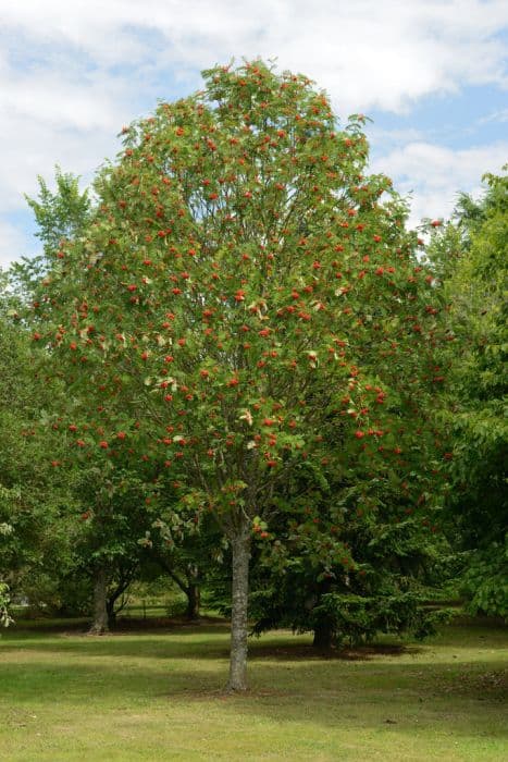 rowan 'Sheerwater Seedling'