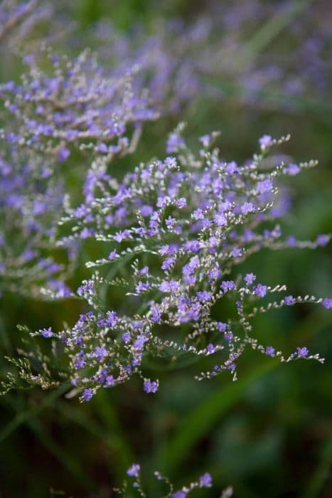 statice 'Violetta'