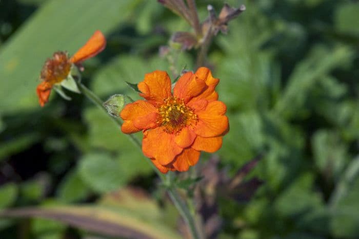 avens 'Dolly North'