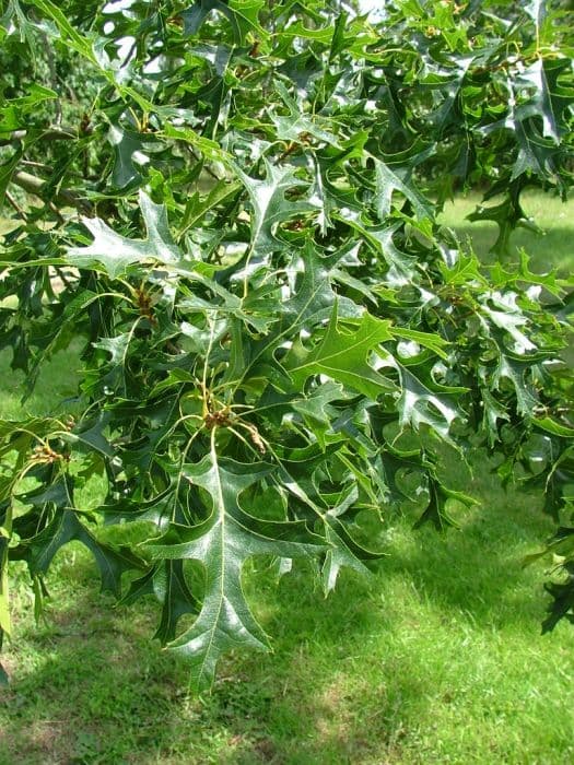 Northern pin oak 'Hemelrijk'
