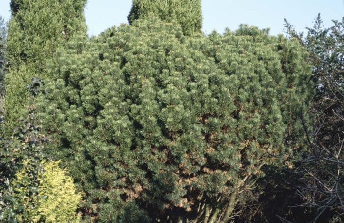 dwarf mountain pine 'Mops'