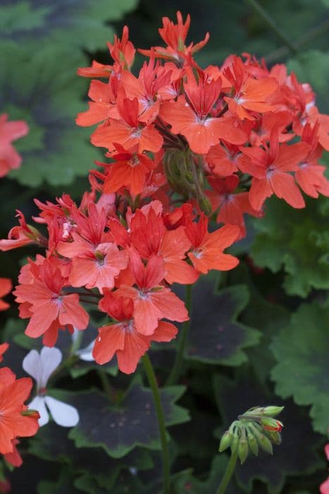 pelargonium 'Purple Heart'