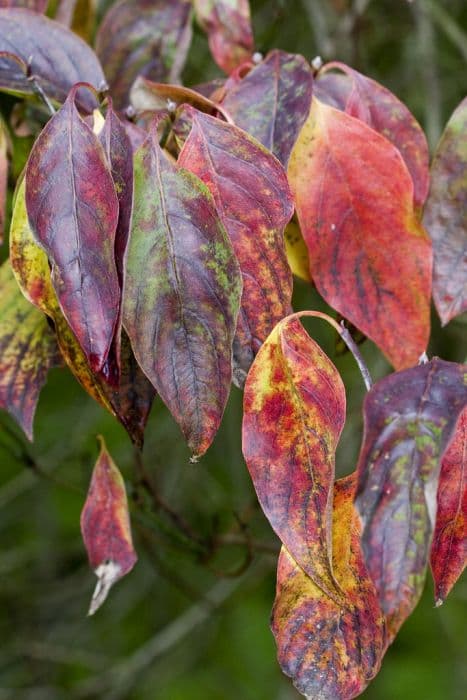 eastern flowering dogwood red-form