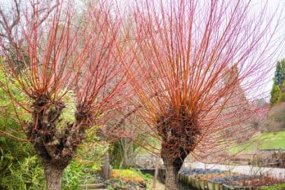 coral bark willow