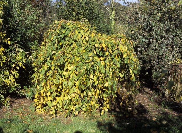 common hornbeam 'Pendula'