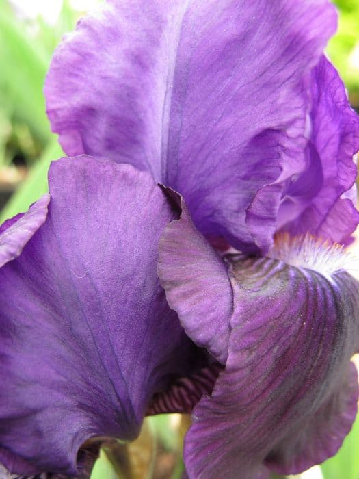 iris 'Black Swan'