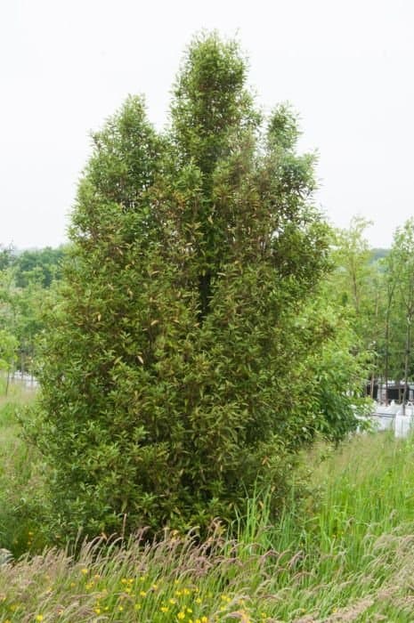 Narrow-leaved Lacebark 'Borde Hill'