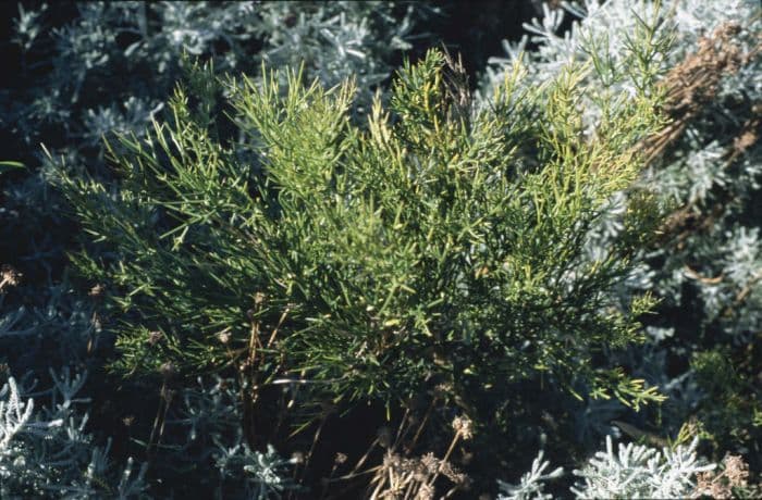 bristly colletia