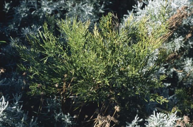 Bristly colletia