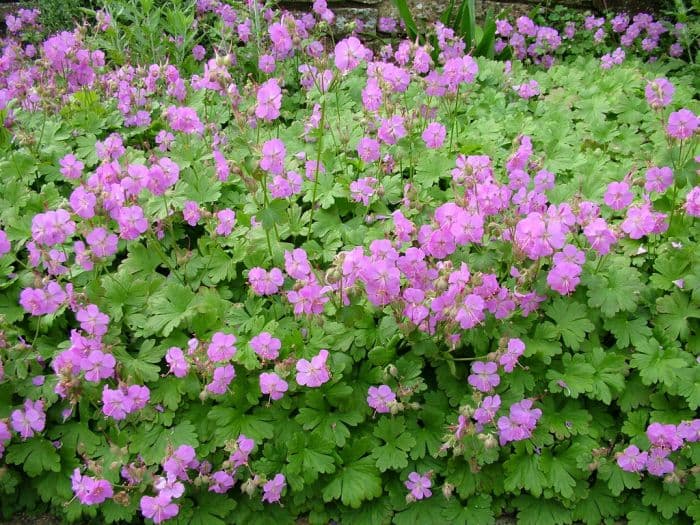 cranesbill 'Cambridge'