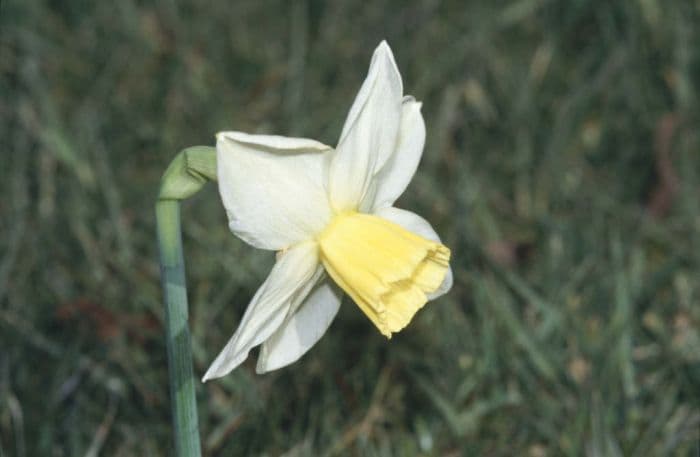 daffodil 'Tuesday's Child'