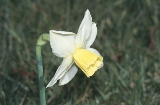 Daffodil 'Tuesday's Child'