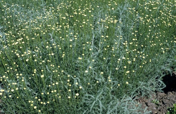 rosemary-leaved lavender cotton