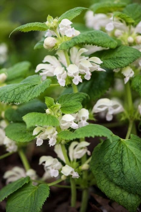 balm-leaved red deadnettle 'Album'