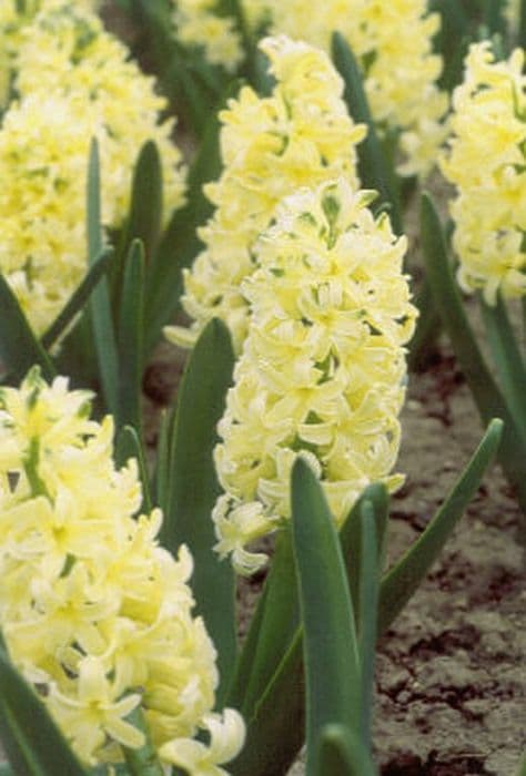 hyacinth 'City of Haarlem'