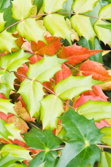 Japanese mahonia 'Hivernant'