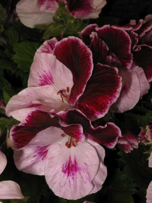 pelargonium 'Tornado'