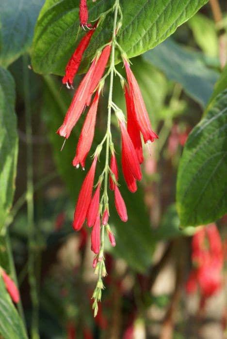 Schomburgk's fountain plant