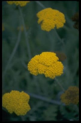 Yarrow 'Schwellenburg'