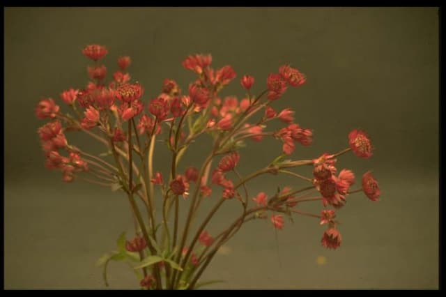 Masterwort 'Ruby Wedding'