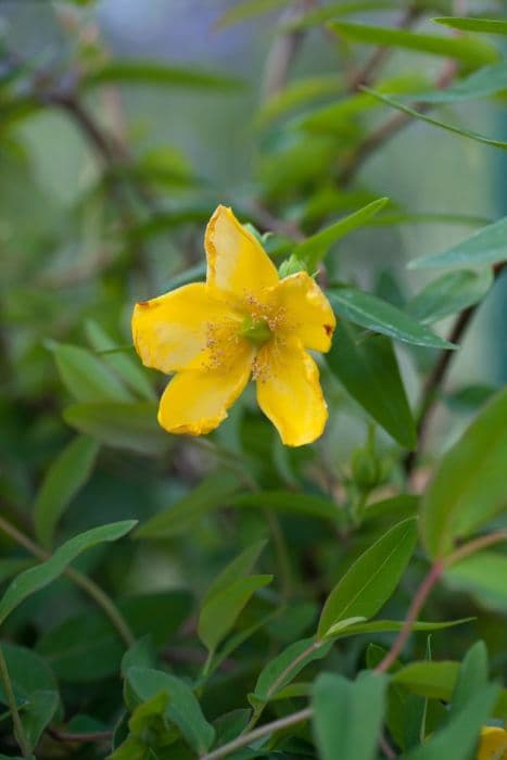 St John's wort 'Gold Cup'