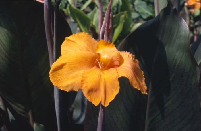 canna 'Wyoming'