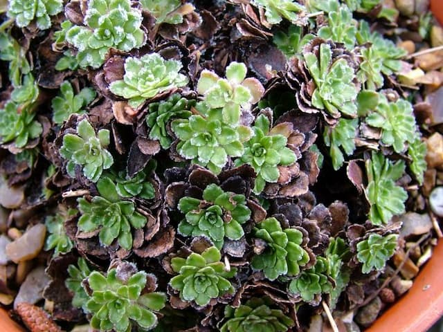 Saxifrage 'Winifred Bevington'