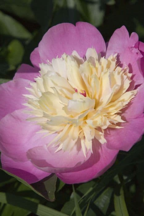 peony 'Bowl of Beauty'