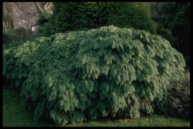 Lawson's cypress 'Tamariscifolia'