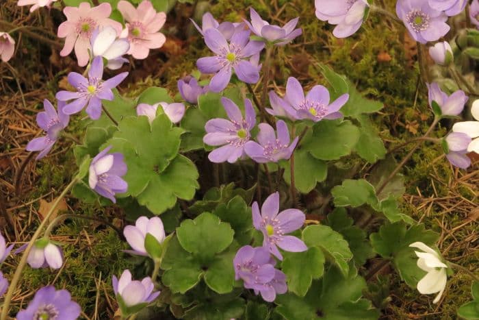 hepatica 'Ballardii'