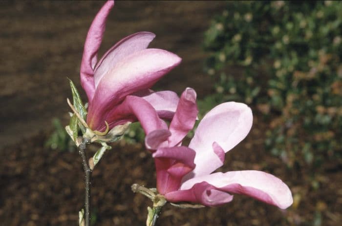 magnolia 'Jane'