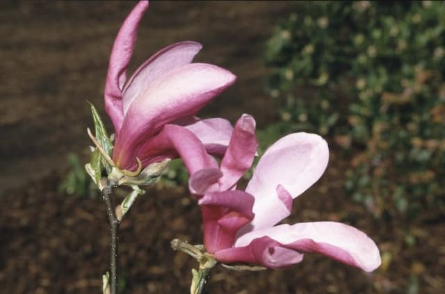 Magnolia 'Jane'