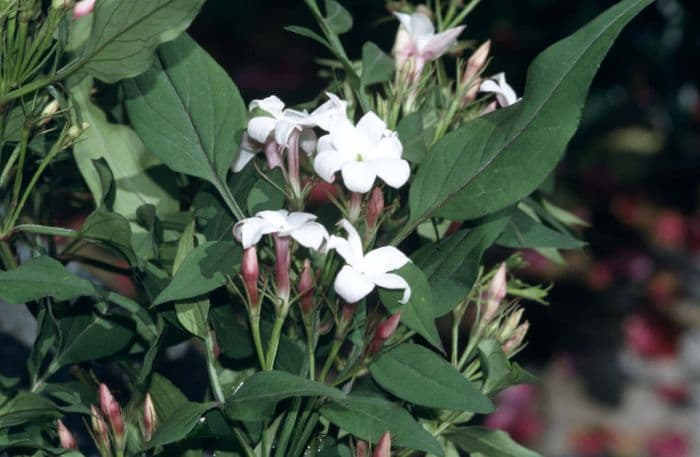 large-flowered jasmine