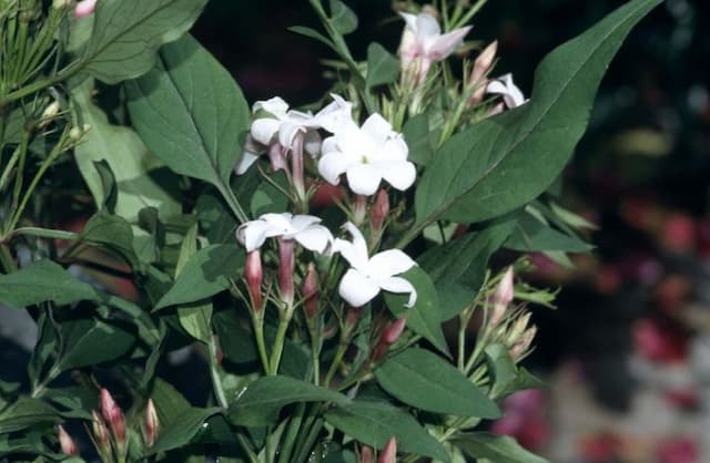 Large-flowered jasmine